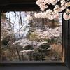 山門と桜