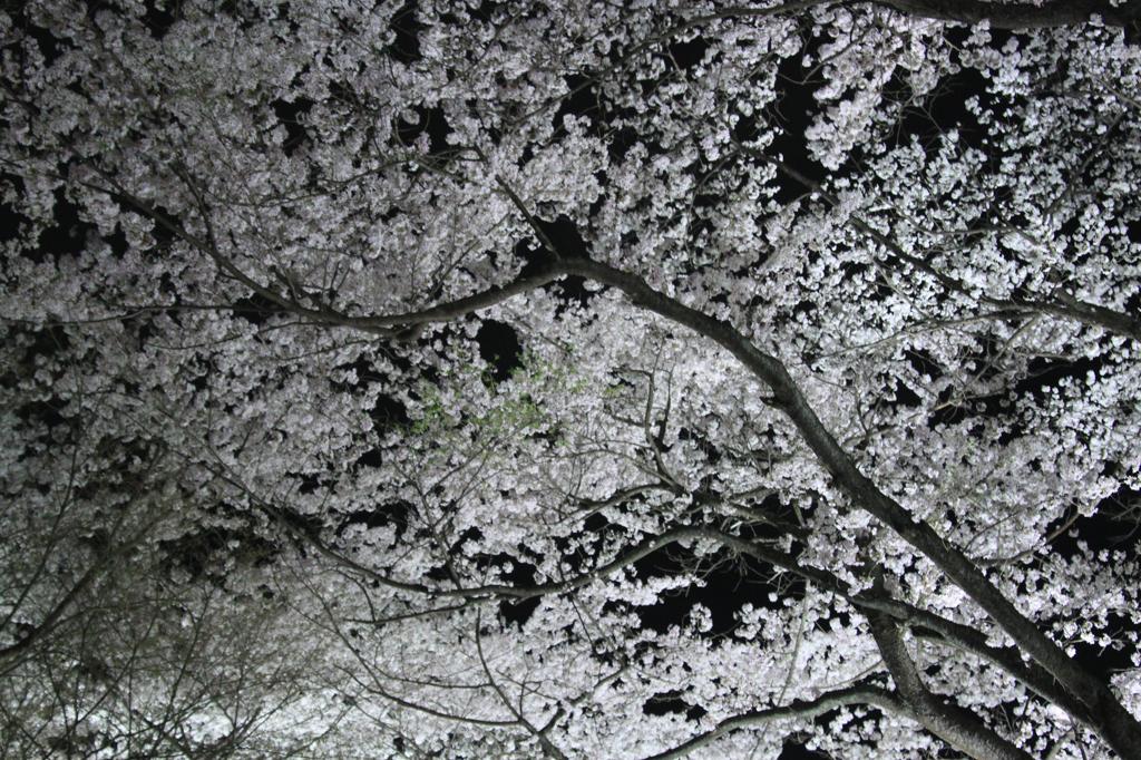 夜桜満開