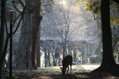 朝の散歩