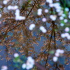 さくら池