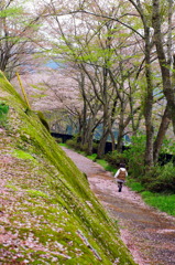 桜散る小路