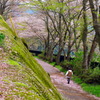 桜散る小路
