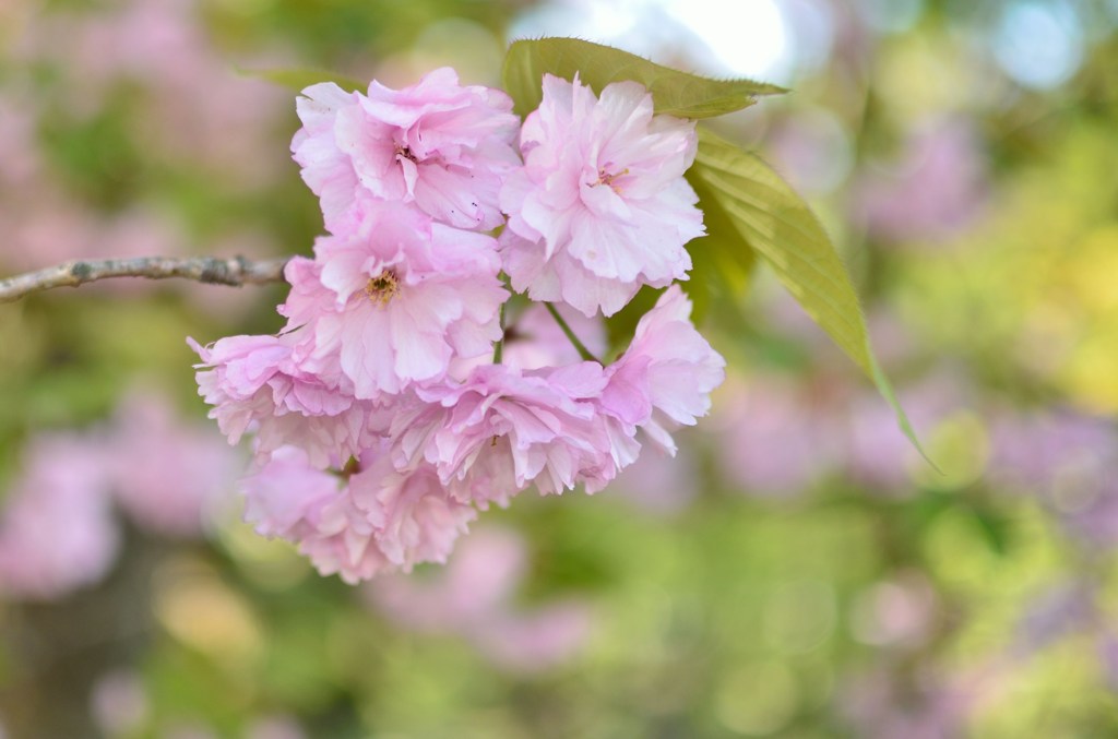 110515盛岡城跡公園20