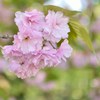 110515盛岡城跡公園20