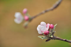 100516リンゴの花1