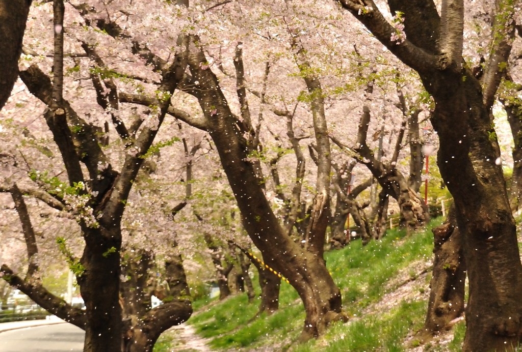 盛岡　高松の池04