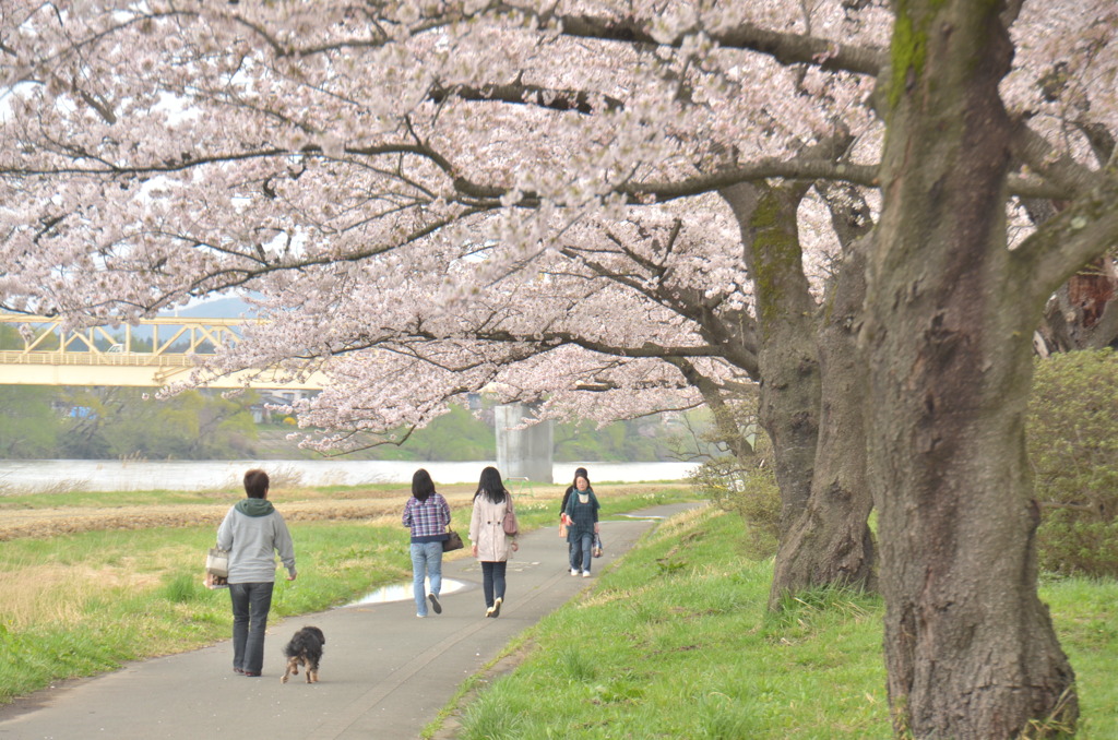 110428展勝地桜並木