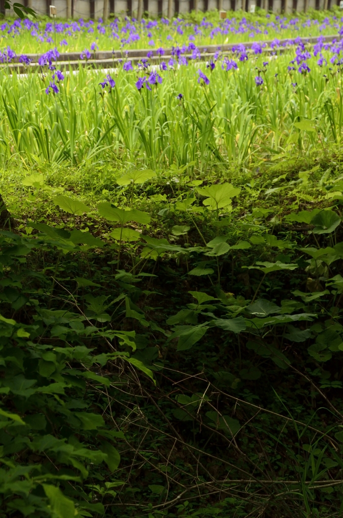 尾入野湿性植物園　カキツバタ (5)