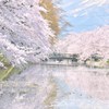 弘前公園の桜