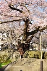 100502石割桜5