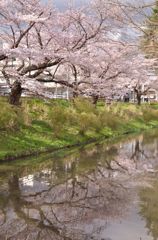 110428岩手県庁前の桜