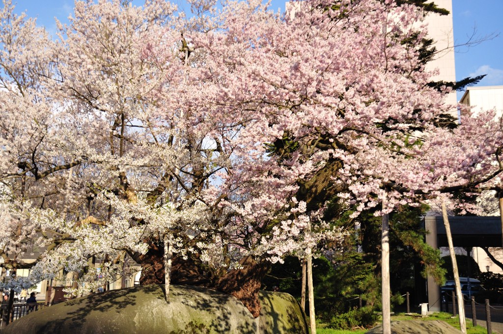 100502石割桜7