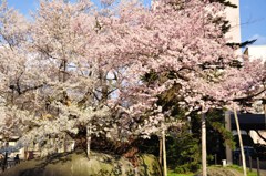 100502石割桜7
