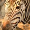 110308上野動物園シマウマ