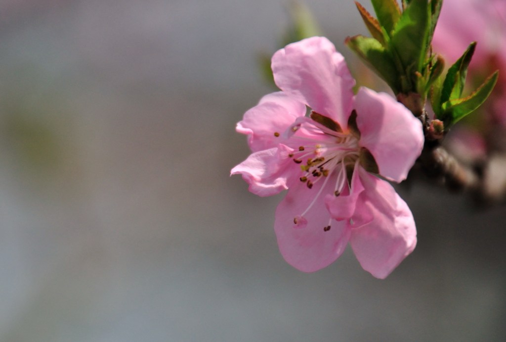 盛岡　高松の池08