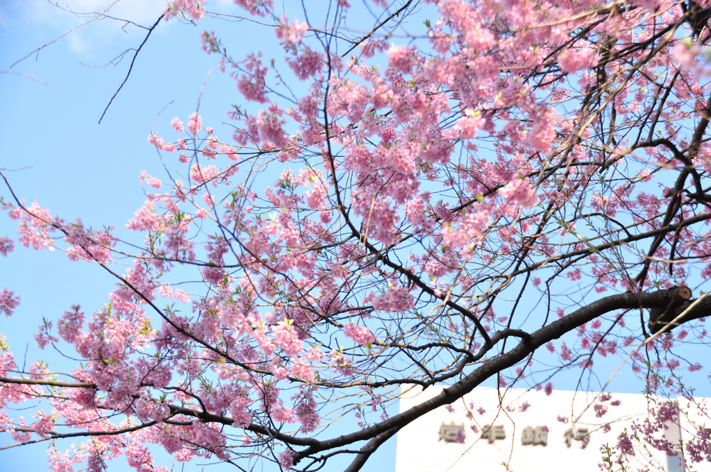 100502石割桜8
