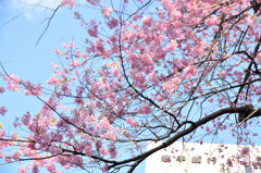 100502石割桜8