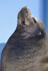 101001浅虫水族館11