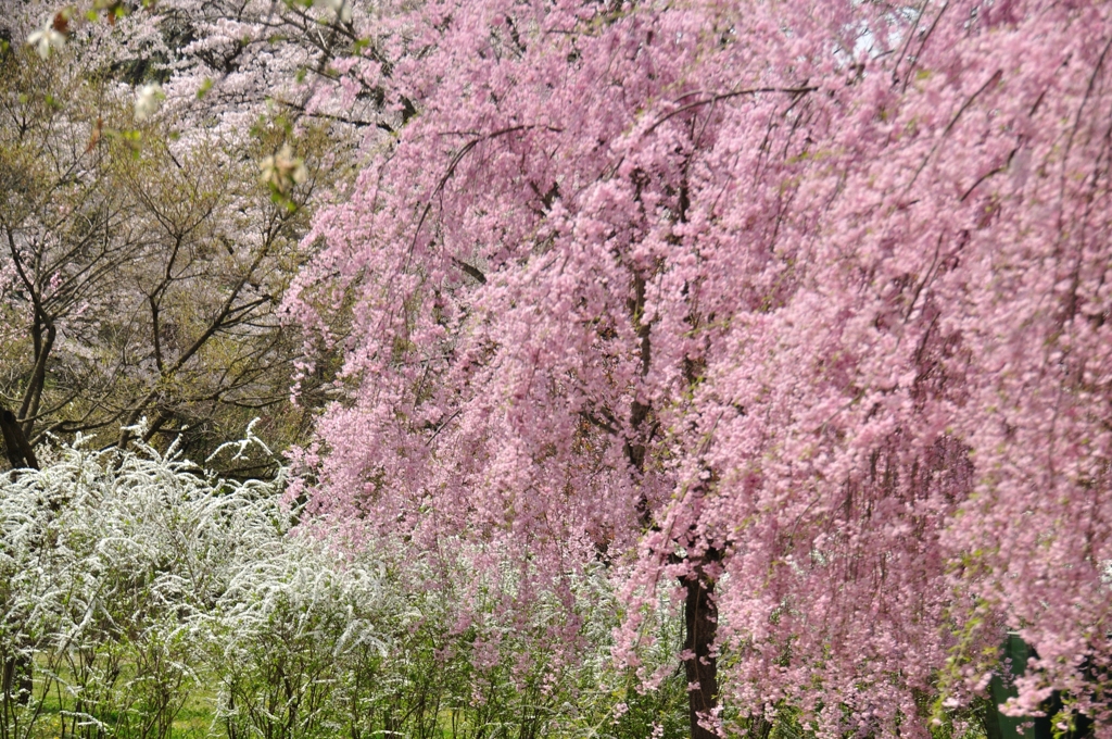 盛岡　高松の池16