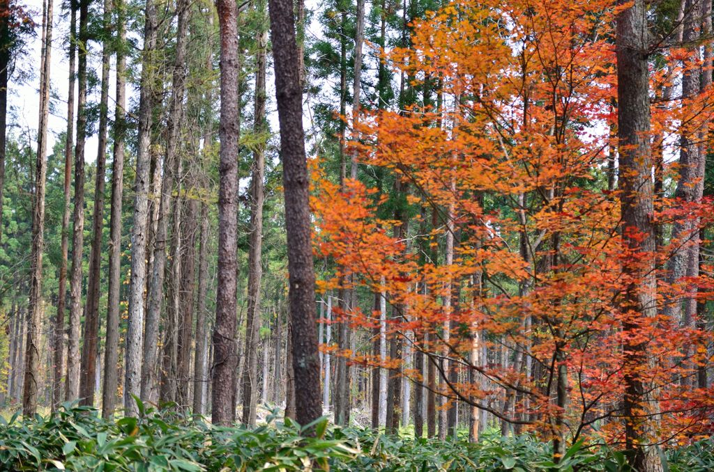 111028小岩井 (6)