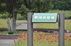 150608御所湖広域公園ファミリーランド　賢治の花壇　ポピー
