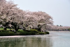 盛岡　高松の池10