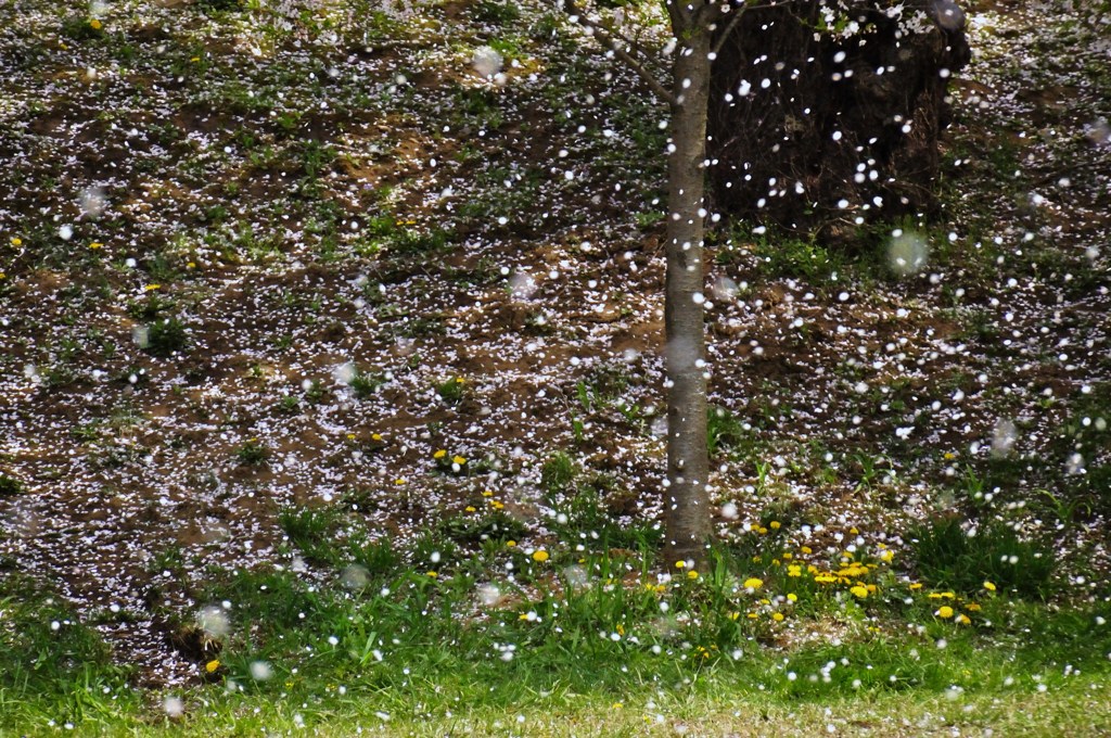 桜吹雪