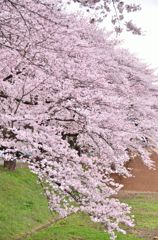 110428展勝地の桜