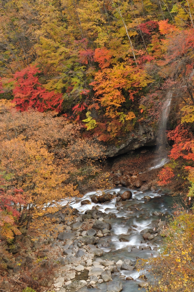 101029八幡平森の大橋1