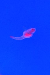 101001浅虫水族館のクリオネ