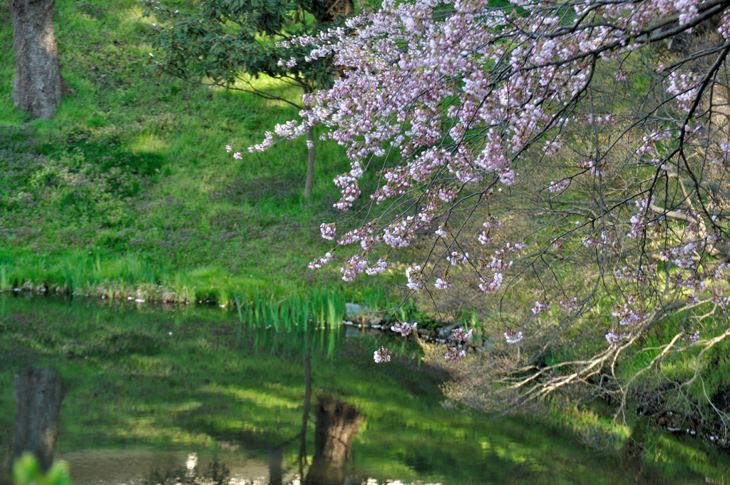 100502合庁前の桜03