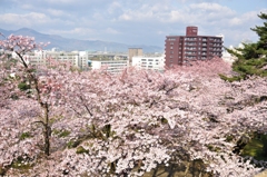 100502盛岡城跡公園04