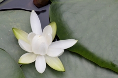 尾入野湿性植物園　カキツバタ (4)