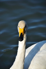 101121高松の池の白鳥