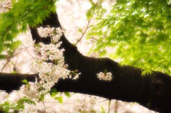 上野公園　桜1