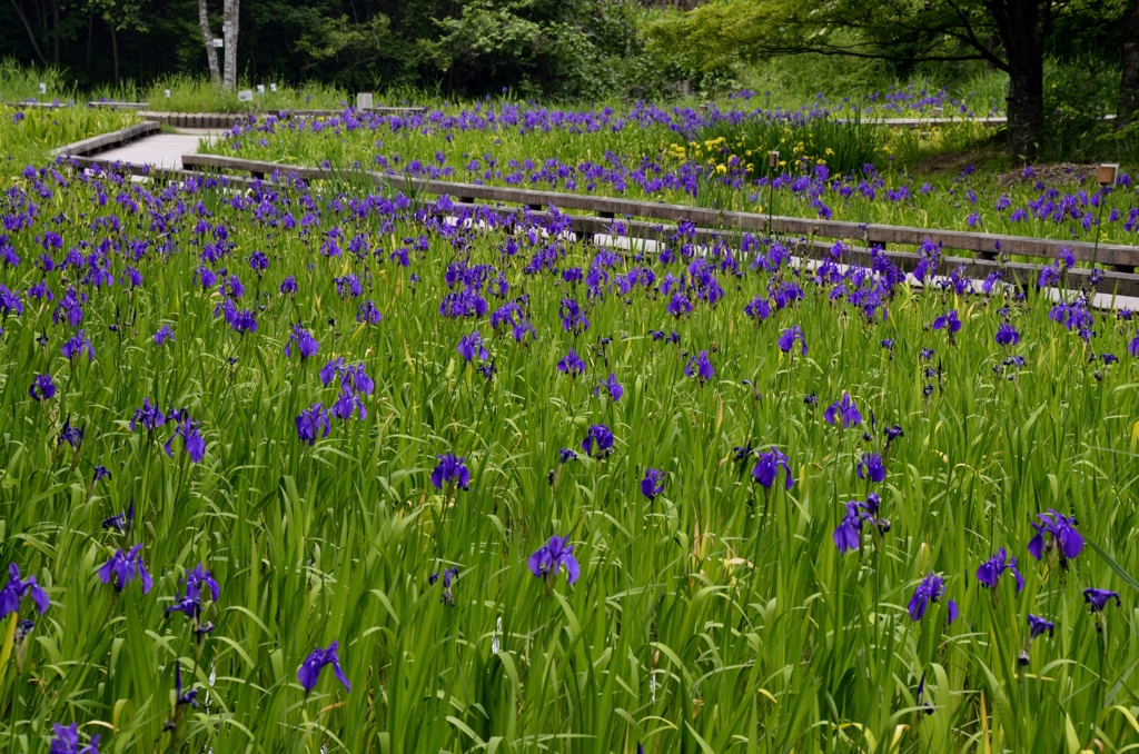 尾入野