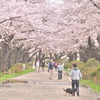 110428展勝地 桜のトンネル