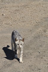 わさおの家に住み着いてる子ねこ