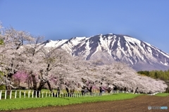 170503小岩井農場桜並木道