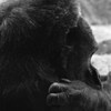 110308上野動物園ゴリラその２