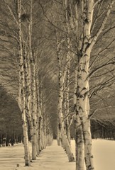 100319八幡平雪景色6