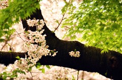 上野公園　桜2