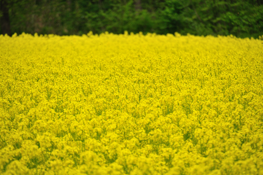 菜の花畑