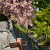 110515盛岡城跡公園14