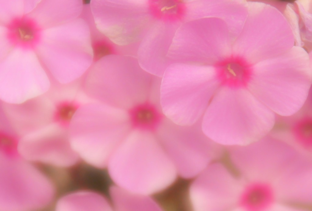 100926 花1