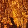 ＳＥＮＤＡＩ光のページェント