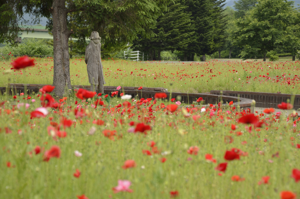 150608御所湖広域公園ファミリーランド　賢治の花壇　ポピー (2)