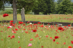 150608御所湖広域公園ファミリーランド　賢治の花壇　ポピー (2)