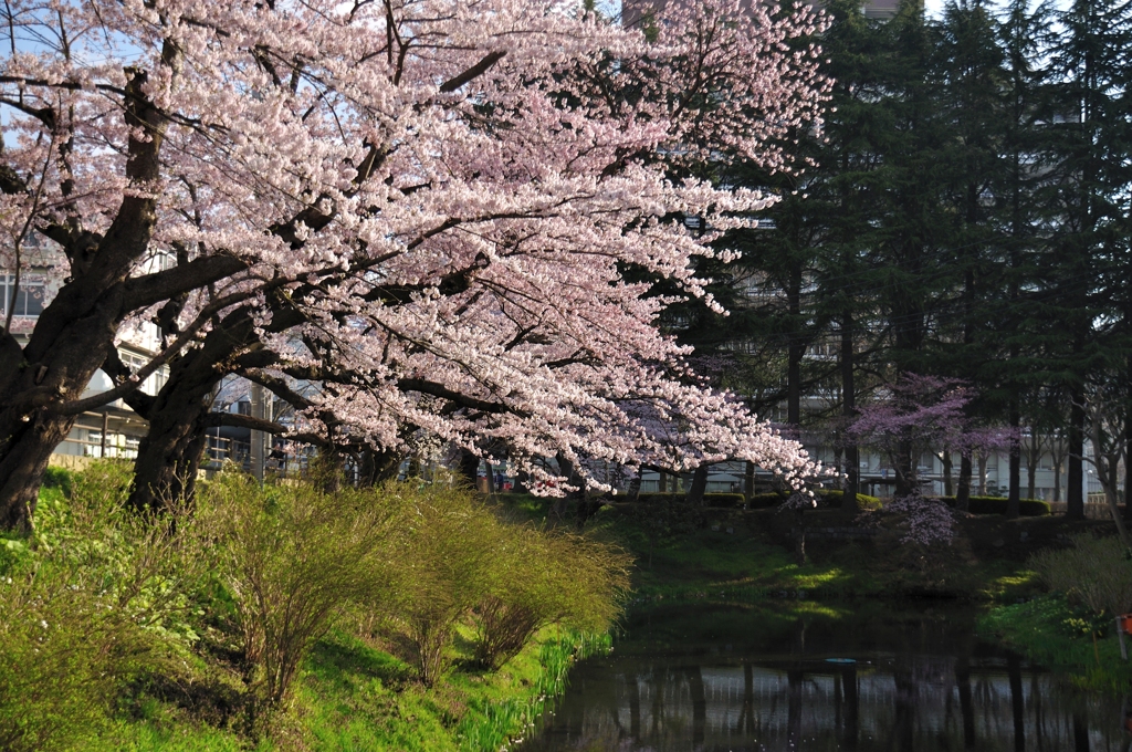 100502合庁前の桜02