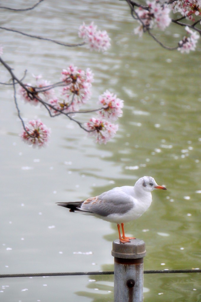 上野　不忍池